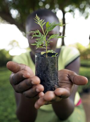 Boy with bamboo plant